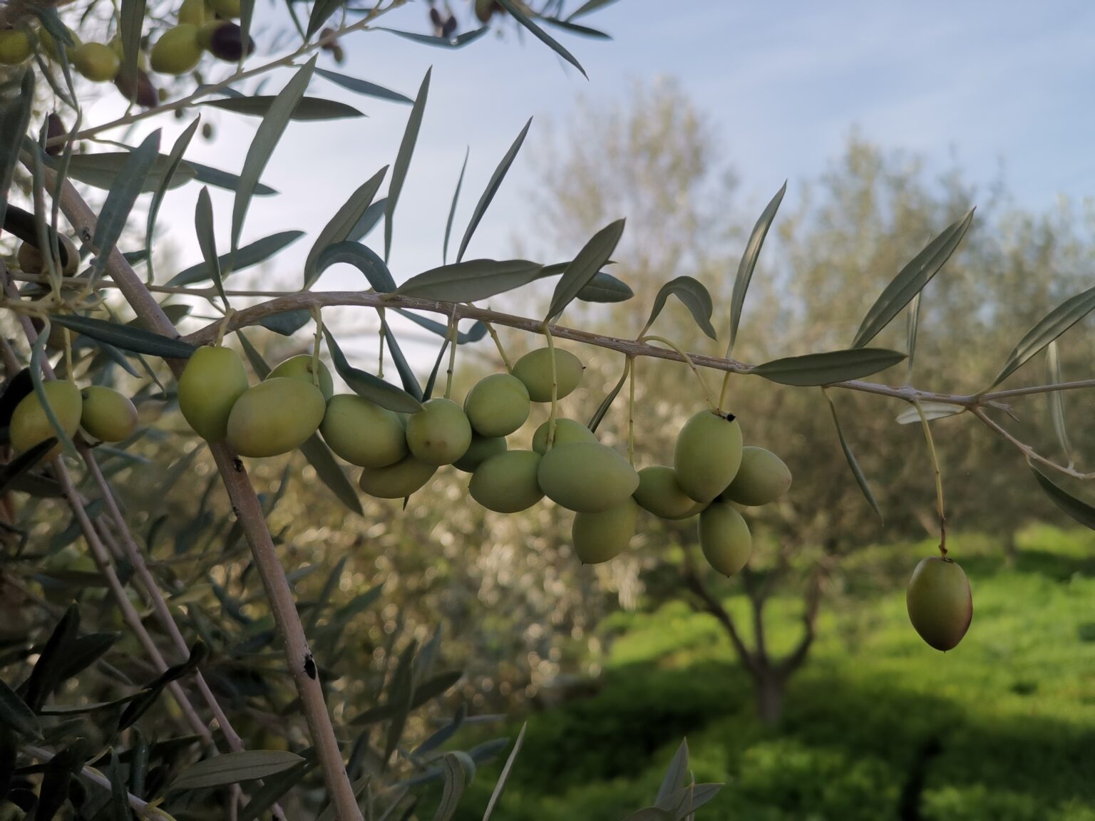 Olivetree 1536x1152