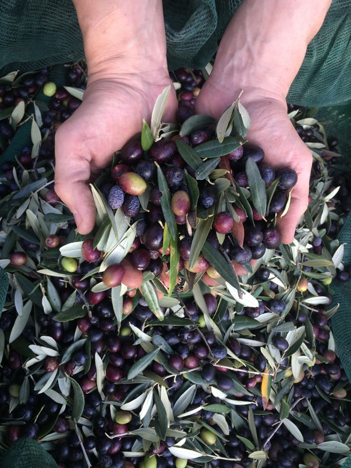 Close-up of hands holding freshly harvested olives, showcasing a bountiful crop.