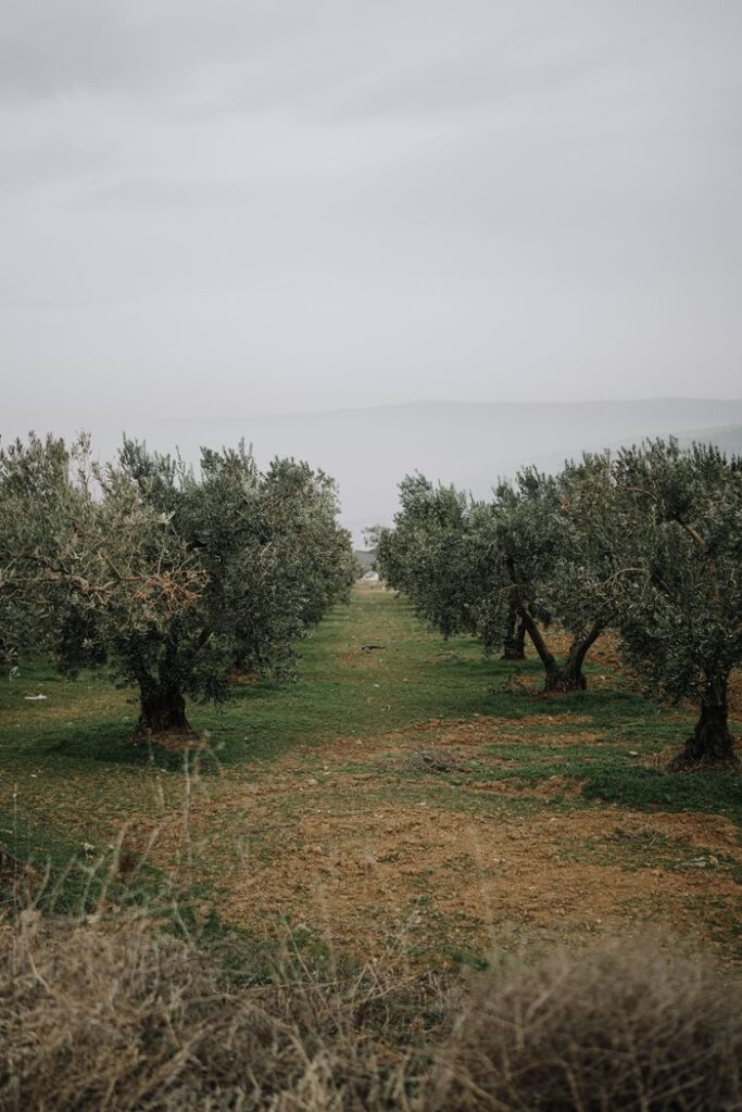 Peaceful view of an olive orchard with rows of trees in misty rural landscape.