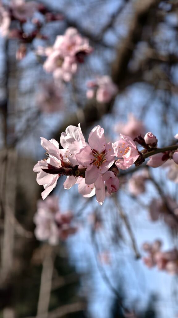 A beautiful close-up of pink cherry blossoms in full bloom on a sunny spring day.