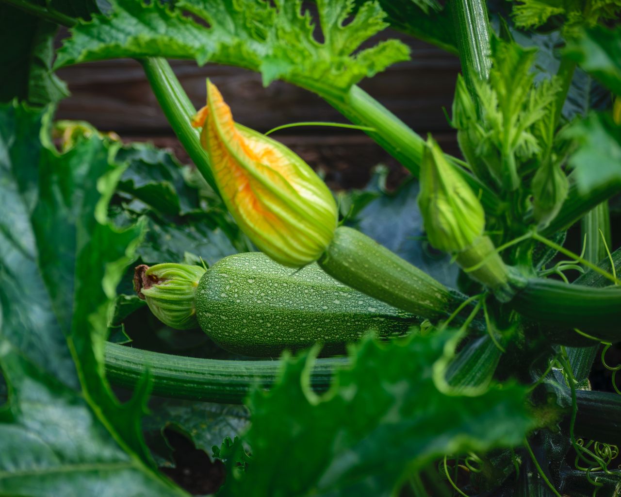 Close-up of a vibrant zucchini plant with fresh produce in a garden.