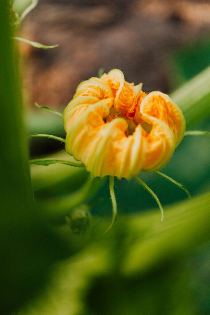 Close-up of a blooming pumpkin flower surrounded by lush greenery, showcasing vibrant colors and intricate details.